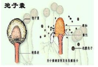 便携式孢子捕捉仪